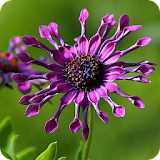 African Daisies - Wallpapers icon