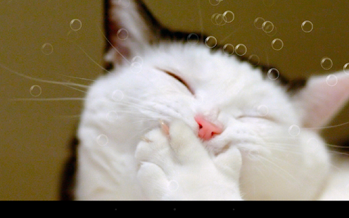 Funny Cat Live Wallpaper Screenshot