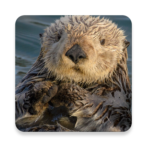 Sea Otter Sounds ~ Sclip.app Auf Windows herunterladen