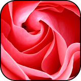 Rose wallpapers icon