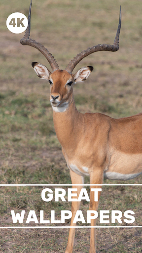 Antelope Wallpapers - Screen Background