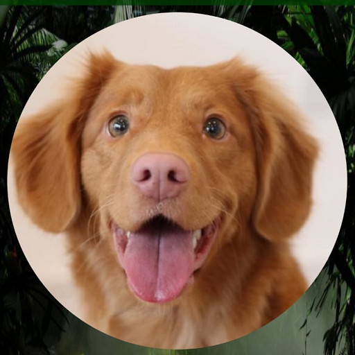 Animal sounds All Animal sound for kids