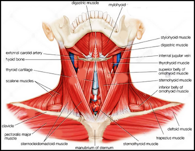 3D-Anatomie des Menschen