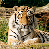 Tigers Jigsaw Puzzles Game icon