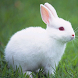 ウサギを話す - Androidアプリ