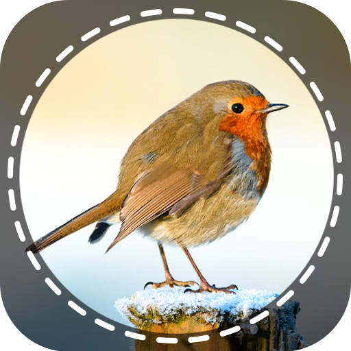 Birds Identifier App by Photo Download on Windows