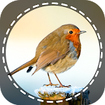 Cover Image of ดาวน์โหลด Birds Identifier App by Photo, Bird ID Camera 2020 1.0.0 APK