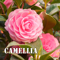 Camellia Theme HOME