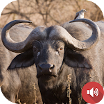 Cover Image of Download Buffalo Sounds  APK