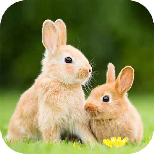 Cute Animal Wallpaper - Apps on Google Play