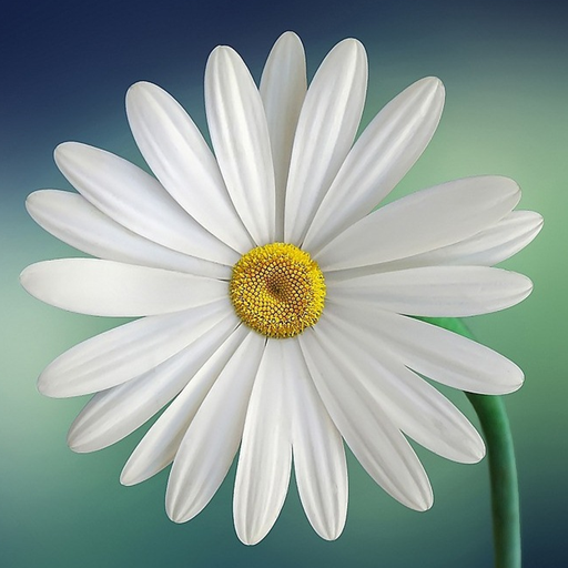 Daisy Flower Wallpaper - AppWisp.com
