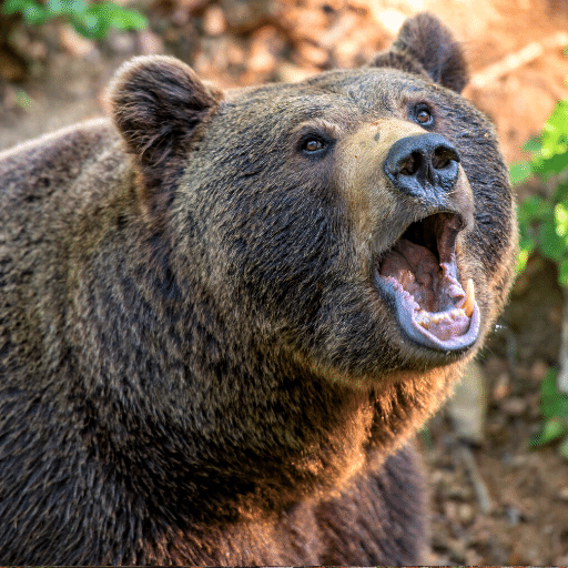 Bear Sounds logo