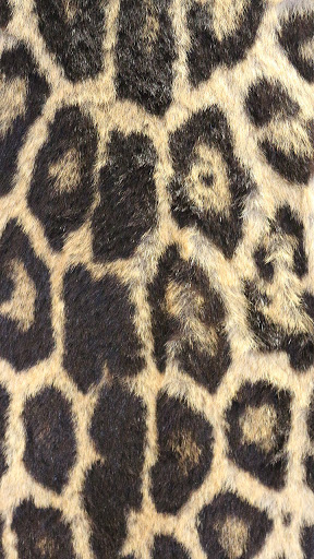 Android application leopard print wallpaper screenshort