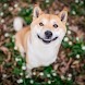 Shiba Inu Dog Wallpaper HD