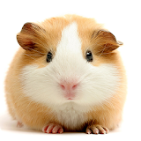 Guinea Pig Wallpapers icon