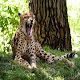 Cheetah Sound Laai af op Windows