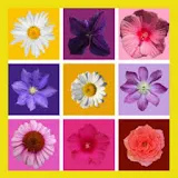 Flowers wallpaper collection icon