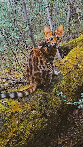 Exotic Cat Wallpapers Screenshot