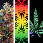 Cover Image of Download Live Neon Weed Live Wallpaper 1 APK