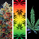 Weed live wallpaper: Neon Weed Live Wallpaper Download on Windows