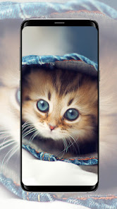 Cat Wallpaper 3.2 APK + Mod (Free purchase) for Android