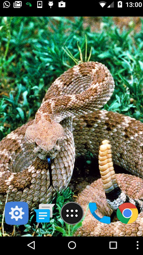 rattlesnake wallpaper Screen 2