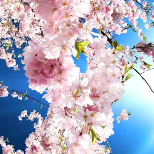 Romantic Sakura Live Wallpaper logo