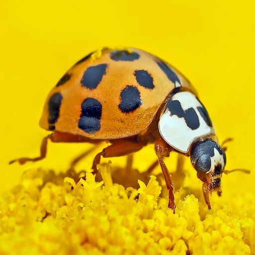 FOTOS MACRO GRATIS Download on Windows