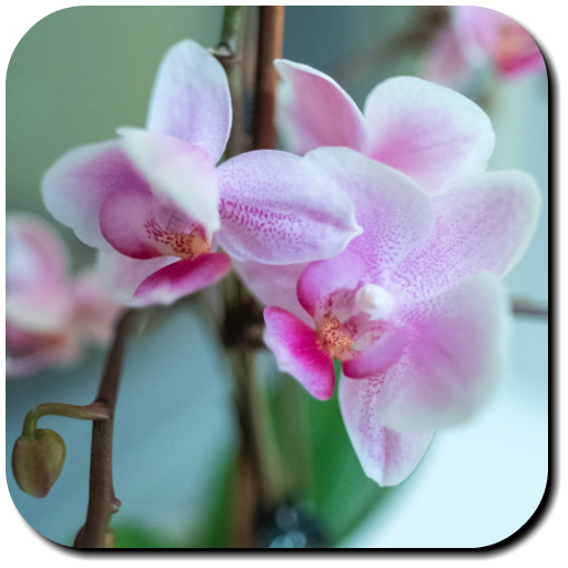 Orchid Wallpapers 2.2 Icon