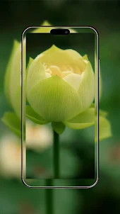 Closeup Lotus Bud Wallpaper