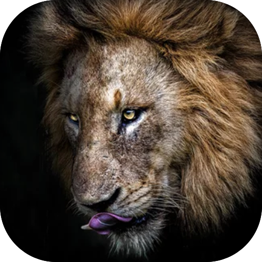 Lion Wallpaper, Sher Ka Photo - Ứng dụng trên Google Play