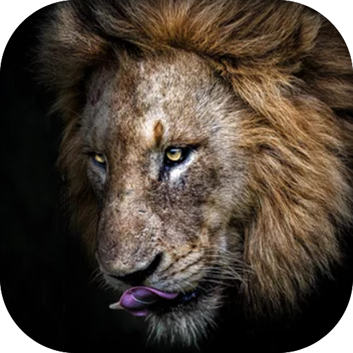 Lion Wallpaper, Sher Ka Photo logo