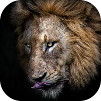 Lion Wallpaper, Sher Ka Photo