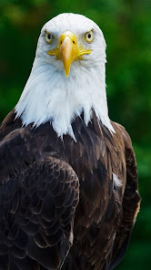 Captura de Pantalla 20 Águila americana android