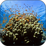 Coral Reef Fish Video LWP icon