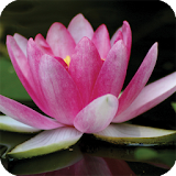 Plant Lotus Live Wallpaper icon