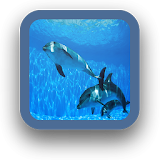 Dolphin Wallpaper icon