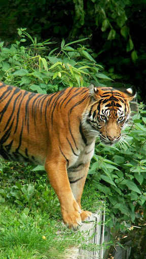 Android application Zoo Live Wallpaper screenshort