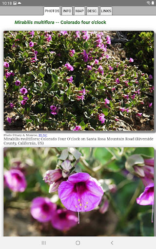 Colorado Wildflowers screenshot 11