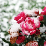 Цветы в снегу icon