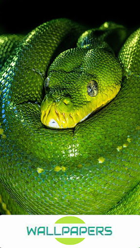 Android application Snake Wallpapers HD screenshort