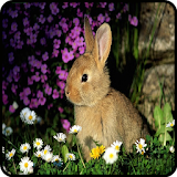 Bunnies Images icon