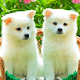 Puppy Dog Wallpaper HD Download on Windows