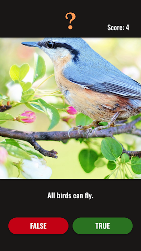 Quiz Trivia of Cats and Birds