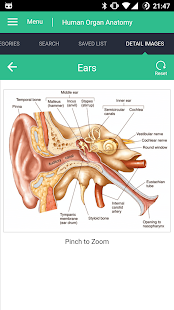 Human Organs Anatomy Reference Captura de tela