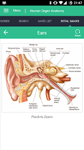 Captura de Pantalla 4 Human Organs Anatomy Reference android