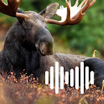 Cover Image of Télécharger Moose hunting calls  APK