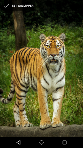 Tiger Wallpapers Screen 2