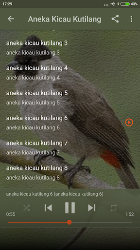 Kicau Burung Kutilang Pikat Screen 3