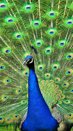 Android application Peacock Wallpaper screenshort